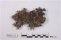 藏品(梅衣屬 )的圖片